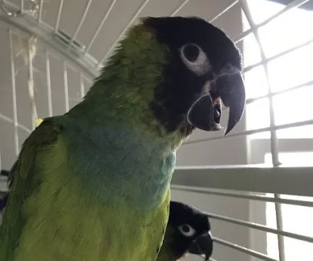 South Salem Animal Hospital