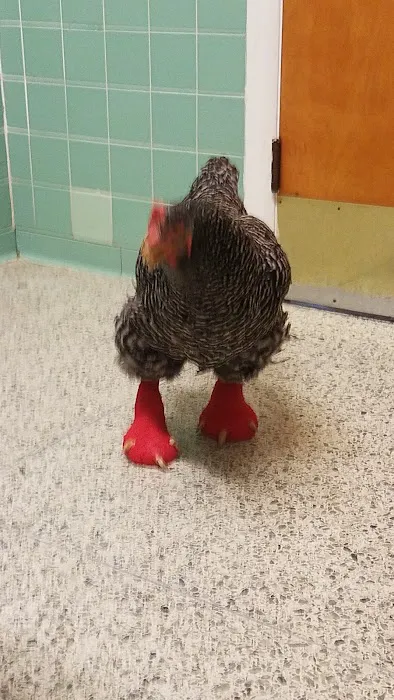 South Salem Animal Hospital Picture 9