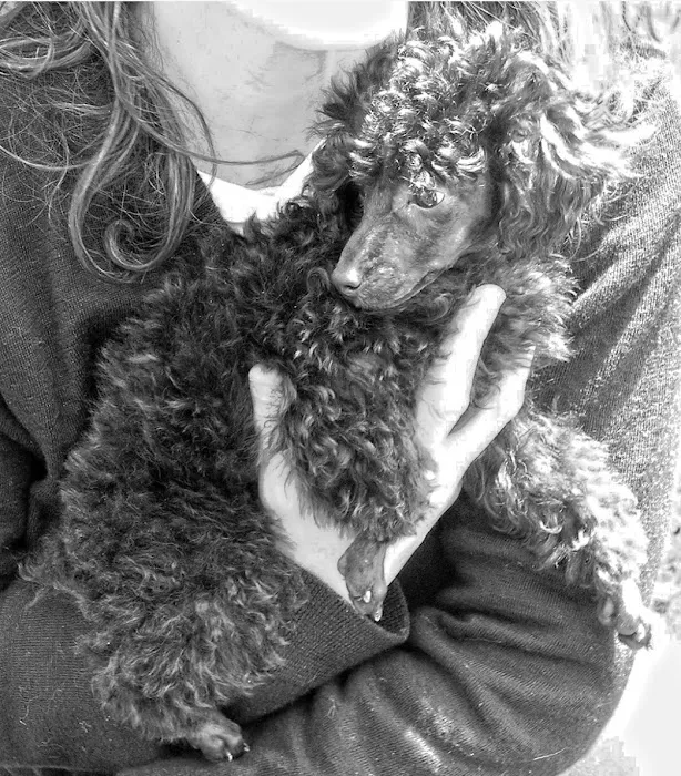 Comforting Care Veterinary Services Picture 4
