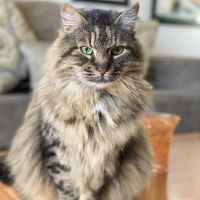 Comforting Care Veterinary Services ico