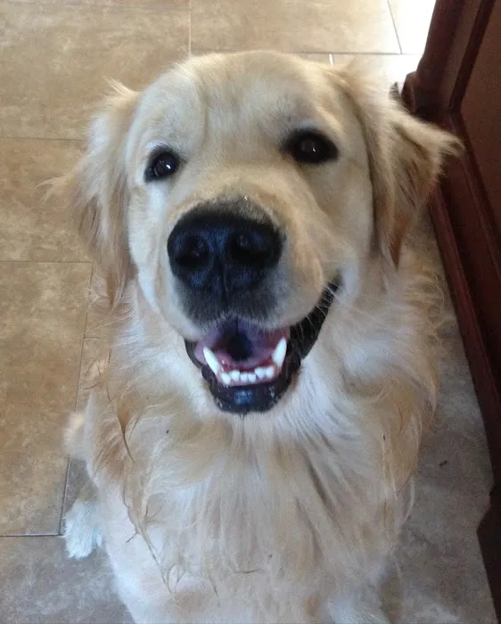 Comforting Care Veterinary Services Picture 9