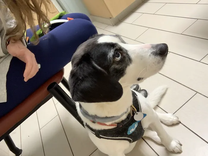 Armonk Veterinary Hospital Picture 4