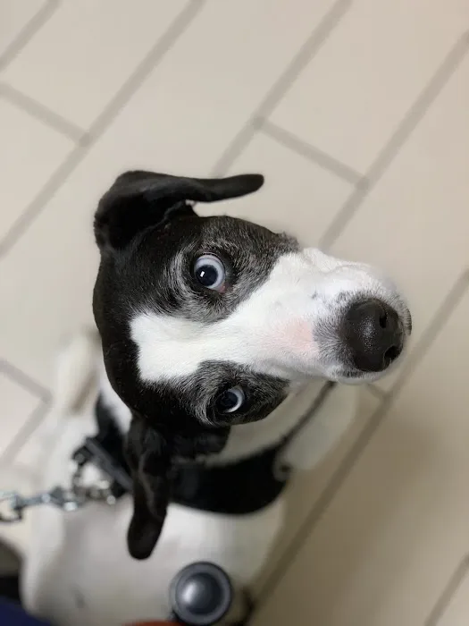 Armonk Veterinary Hospital Picture 5