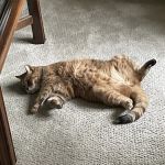 New Fairfield Animal Hospital