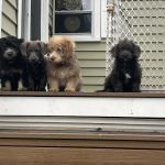 Fieldstone Veterinary Care
