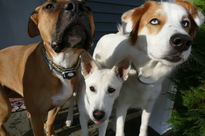Fieldstone Veterinary Care Picture 5