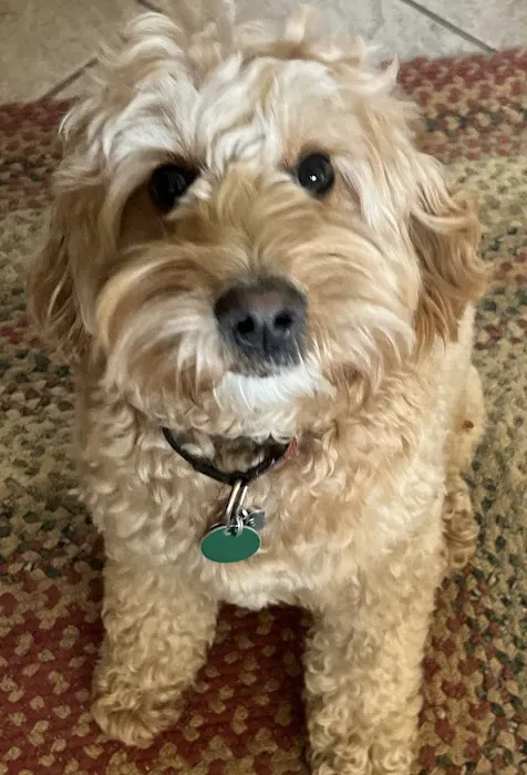 Fieldstone Veterinary Care Picture 4