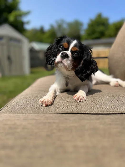 Fieldstone Veterinary Care Picture 10