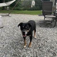 Cutting Edge Veterinary Surgery, PC ico