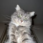 Mill Plain Veterinary Clinic