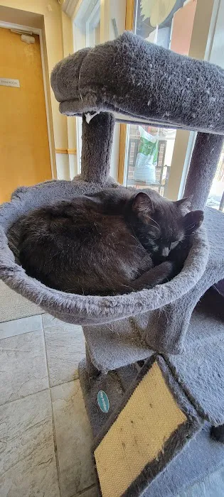 Cozy Cats Veterinary Picture 3