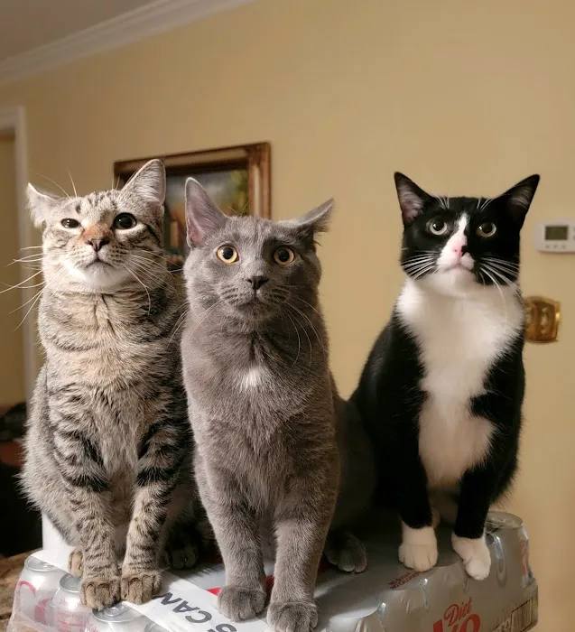 Cozy Cats Veterinary Picture 4
