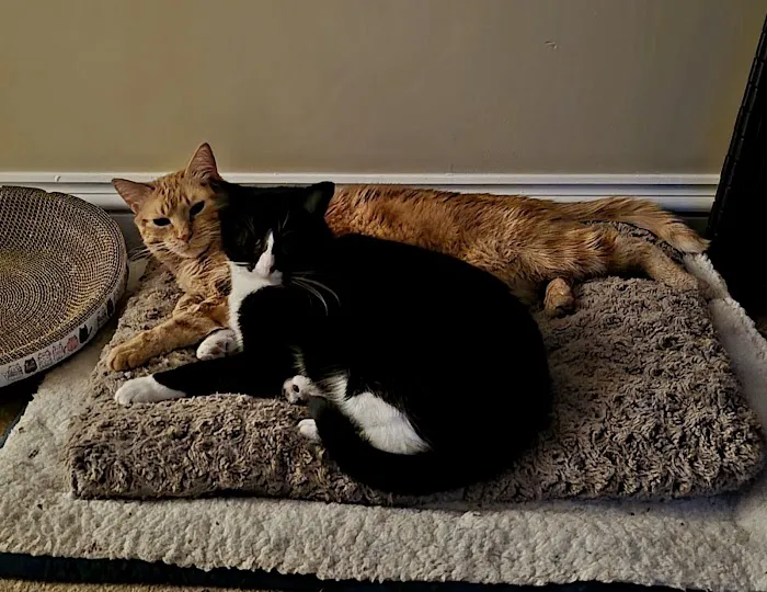 Cozy Cats Veterinary Picture 2