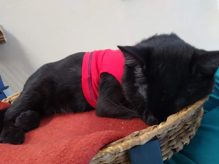 Cozy Cats Veterinary Picture 1