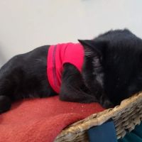 Cozy Cats Veterinary ico
