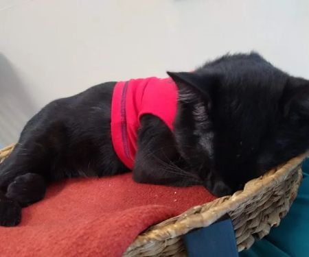 Cozy Cats Veterinary