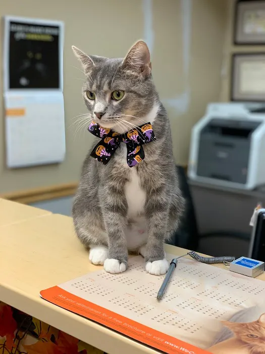 Cozy Cats Veterinary Picture 5