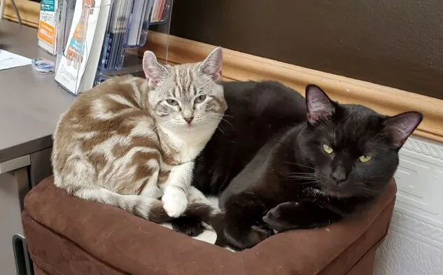 Cozy Cats Veterinary Picture 7