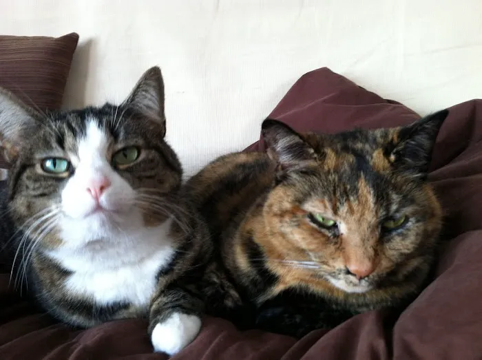 Cozy Cats Veterinary Picture 8