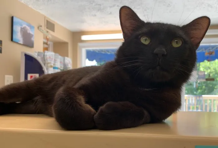 Cozy Cats Veterinary Picture 6