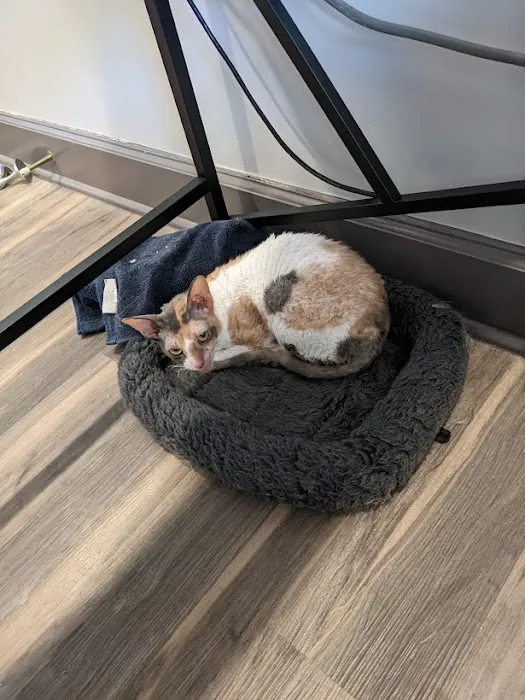 Cozy Cats Veterinary Picture 9