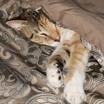 PetsFirst TLC Veterinary Center