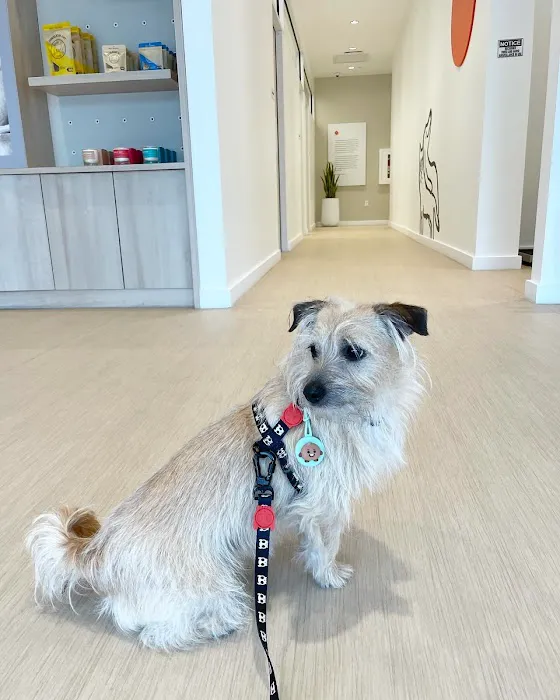 Small Door Veterinary - Bethesda Picture 8