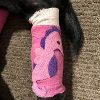 Seven Locks Animal Hospital ico