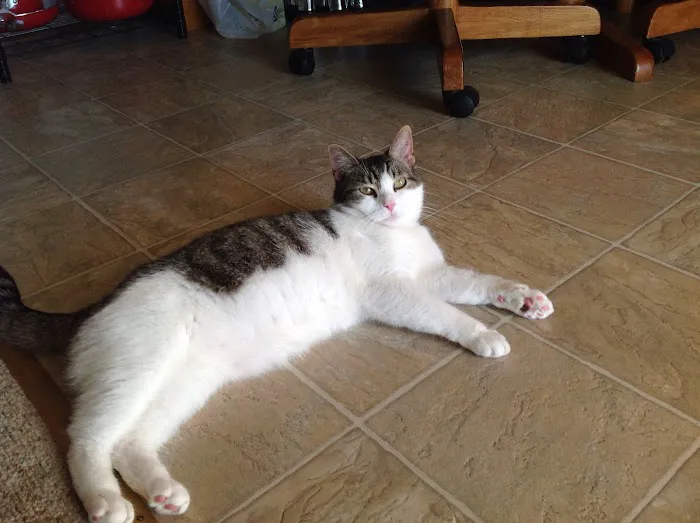 Apple Tree Animal Clinic Picture 1