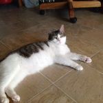 Apple Tree Animal Clinic