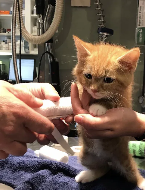 Ranson Animal Hospital Picture 2