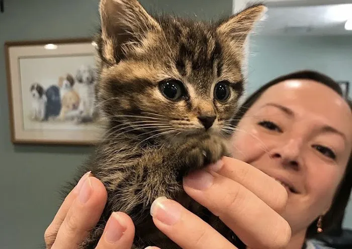 Ranson Animal Hospital Picture 4
