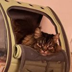 VCA Beacon Hill Cat Hospital