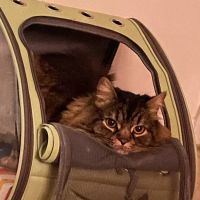 VCA Beacon Hill Cat Hospital ico