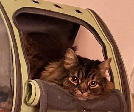 VCA Beacon Hill Cat Hospital