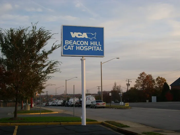 VCA Beacon Hill Cat Hospital Picture 6