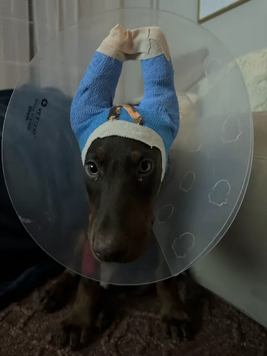 Paws Purrs & Exotics Animal Hospital Picture 9