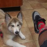 Banfield Pet Hospital
