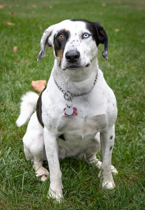 St. Charles Animal Hospital Picture 8