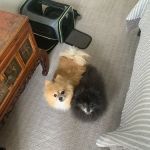 VCA Alexandria Animal Hospital