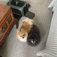 VCA Alexandria Animal Hospital ico