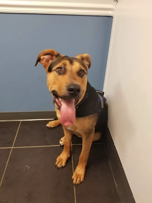 CityPaws Animal Hospital Picture 1