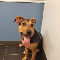 CityPaws Animal Hospital ico