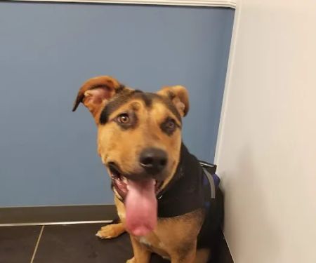 CityPaws Animal Hospital