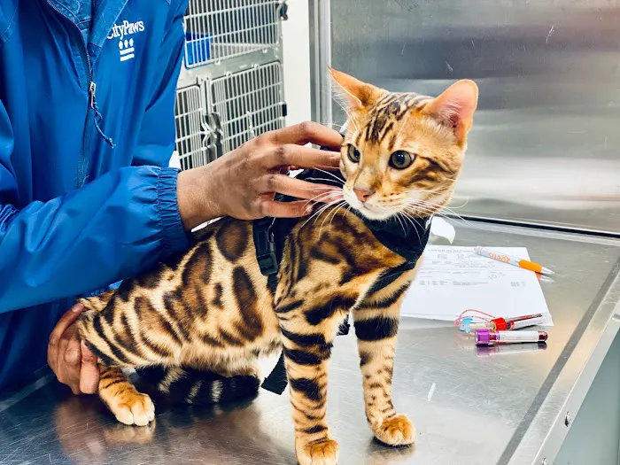 CityPaws Animal Hospital Picture 5