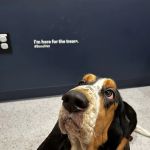 Bond Vet - Logan Circle