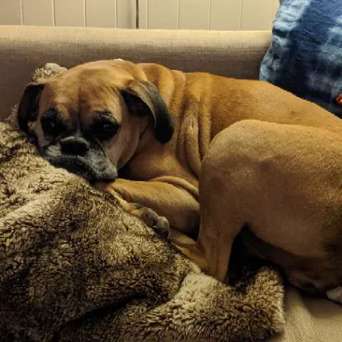 CityPaws Animal Hospital Picture 2