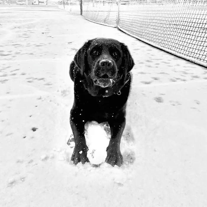 CityPaws Animal Hospital Picture 10