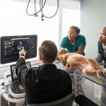 Friendship Hospital for Animals - Emergency and Specialty Center