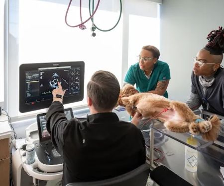 Friendship Hospital for Animals - Emergency and Specialty Center